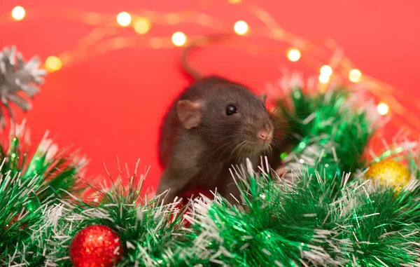 Rato Preto Num Fundo Vermelho Árvore Ano Novo Luzes Festivas — Fotografia de Stock