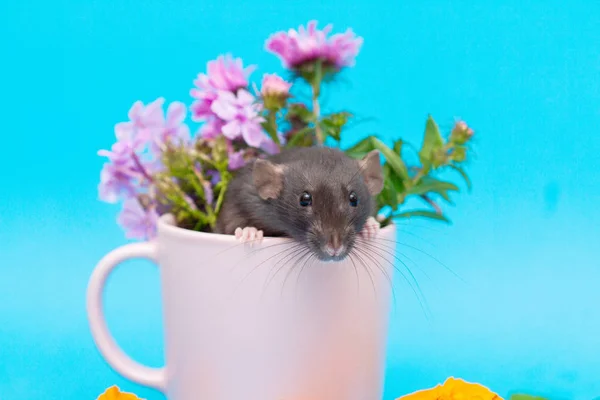 小さな黒いネズミは2020年の象徴です 秋の花が咲くピンク色のカップに動物が座っている 青の背景の構図 — ストック写真