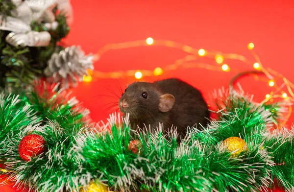 Rato Preto Num Fundo Vermelho Árvore Ano Novo Luzes Festivas — Fotografia de Stock