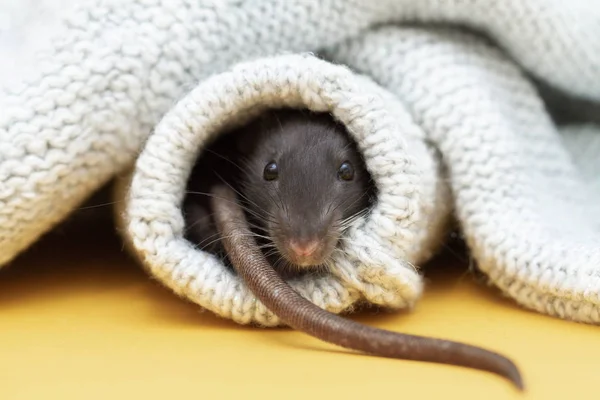 Black Fluffy Rat Symbol 2020 Animal Sitting Sleeve Gray Sweater — Stock Photo, Image