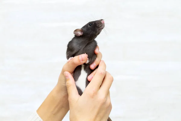 黒いふわふわのラットは2020のシンボルです 少女は軽い背景で動物を抱いている — ストック写真