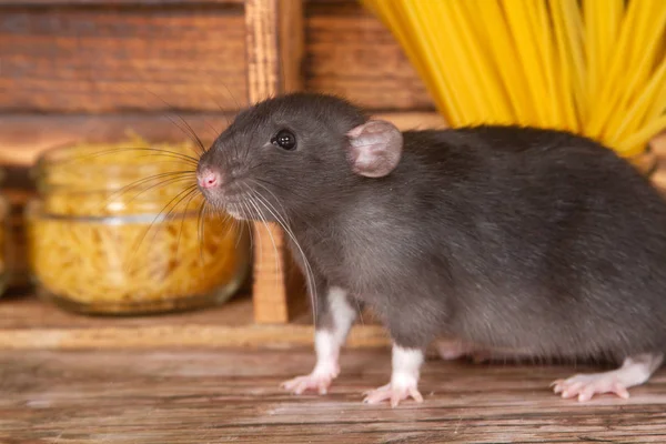 Die Schwarze Flauschige Ratte Ist Ein Symbol Des Jahres 2020 — Stockfoto