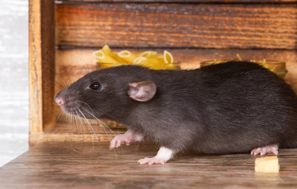 Die Schwarze Flauschige Ratte Ist Ein Symbol Des Jahres 2020 — Stockfoto