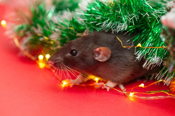 Ratto Nero Sfondo Rosso Albero Capodanno Luci Festive Lucenti Intorno — Foto Stock