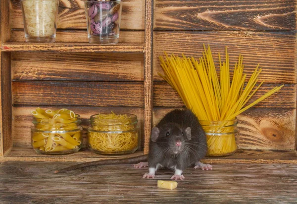 Den Svarta Fluffiga Råttan Symbol För 2020 Djuret Sitter Ett — Stockfoto