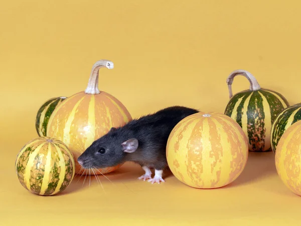 Tikus Berbulu Hitam Adalah Simbol Tahun 2020 Dekat Dengan Latar — Stok Foto