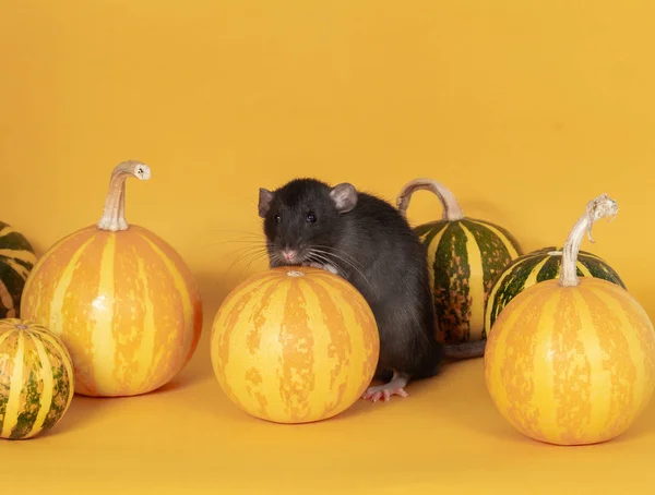 Czarny Puszysty Szczur Jest Symbolem Roku 2020 Pobliżu Żółtym Tle — Zdjęcie stockowe