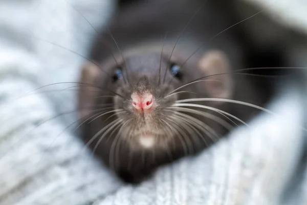 Rat Pelucheux Noir Est Symbole 2020 Animal Est Assis Dans — Photo