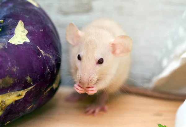 Kleine Weiße Ratte Symbol 2020 Nagt Einem Kohlblatt — Stockfoto