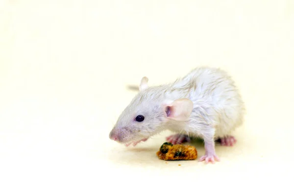 Little White Fluffy Rat Symbol 2020 Pet Sits Yellow Background — Stock Photo, Image
