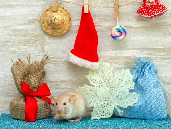 Una Pequeña Rata Esponjosa Está Sentada Habitación Año Nuevo Muy — Foto de Stock
