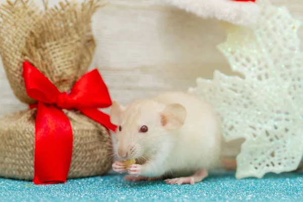 一只毛茸茸的小老鼠正坐在新年的房间里 附近是一个大红色弓的礼物 圣诞老人的帽子挂在绳子上 — 图库照片