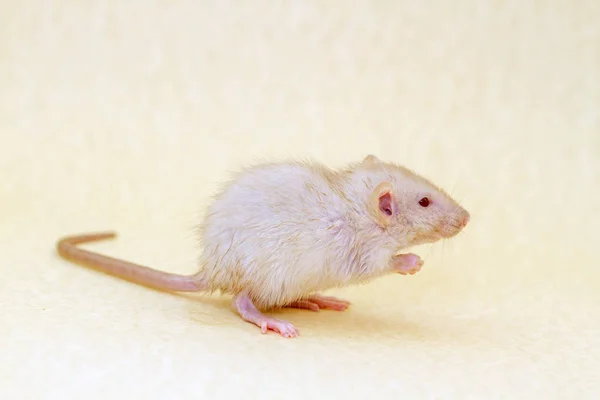 Die Kleine Weiße Flauschige Ratte Ist Das Symbol Des Jahres — Stockfoto