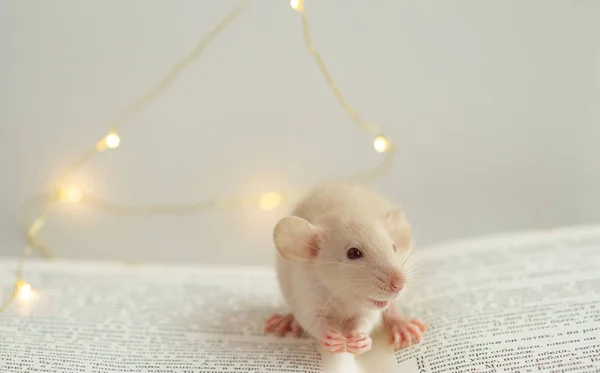 Kleine Weiße Ratte Auf Dem Hintergrund Die Ratte Ist Ein — Stockfoto