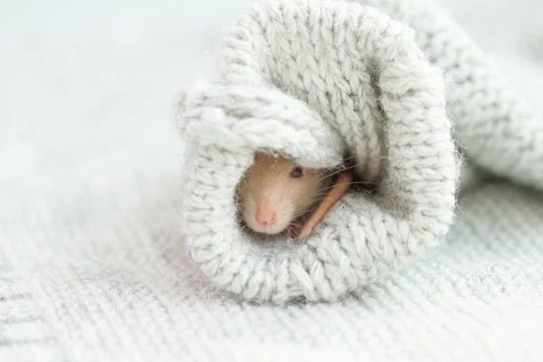 Ładny Szczur Dzianiny Sweter Rękaw — Zdjęcie stockowe