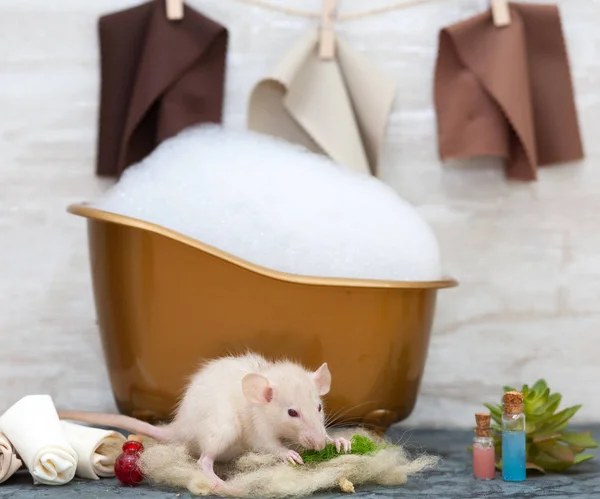 Fehér Bolyhos Patkány 2020 Jelképe Állat Egy Barna Játék Fürdő — Stock Fotó