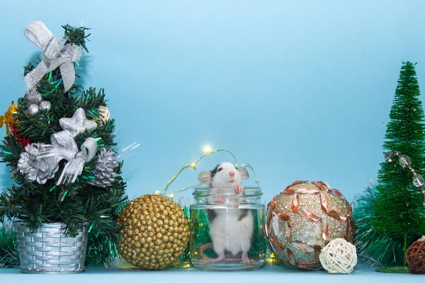 Söt Råtta Glasburk Omgiven Jul Dekorationer — Stockfoto