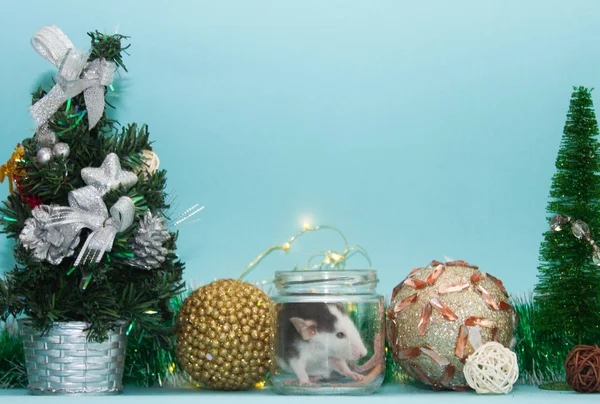 cute rat in glass jar surrounded with christmas decorations