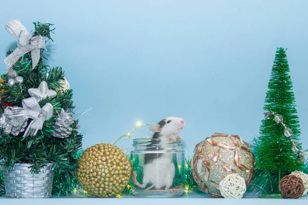 Rata Linda Frasco Vidrio Rodeado Decoraciones Navidad — Foto de Stock