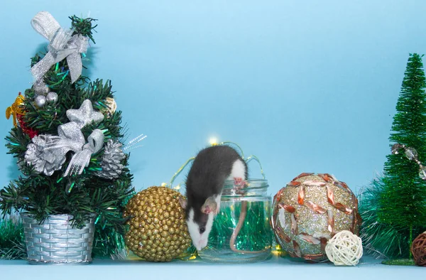 cute rat in glass jar surrounded with christmas decorations