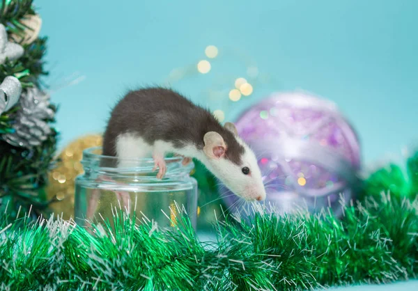 cute rat in glass jar surrounded with christmas decorations