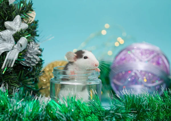 cute rat in glass jar surrounded with christmas decorations