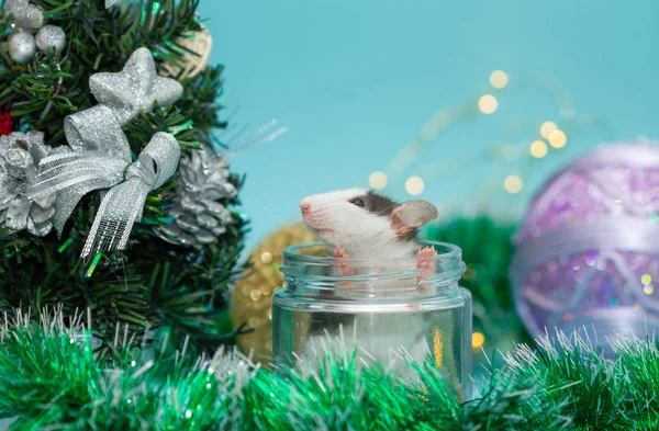 Aranyos Patkány Üveg Üveg Körül Karácsonyi Dekorációk — Stock Fotó