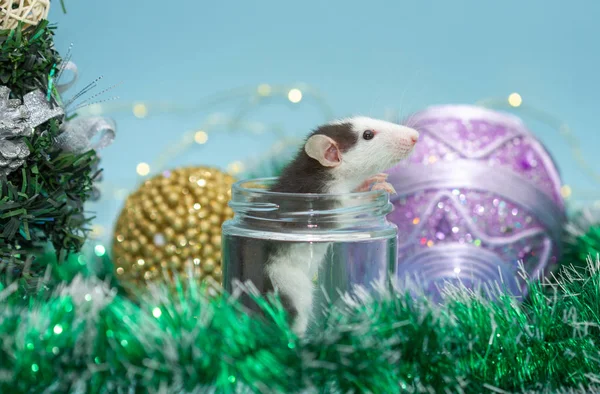 cute rat in glass jar surrounded with christmas decorations