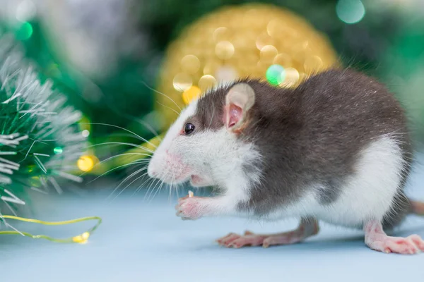 Mangiare Ratto Con Decorazioni Natalizie Sfocate — Foto Stock