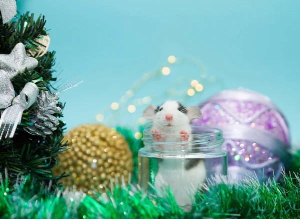 cute rat in glass jar surrounded with christmas decorations