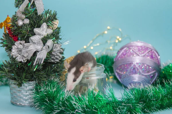 Mignon Rat Pot Entouré Décorations Noël — Photo