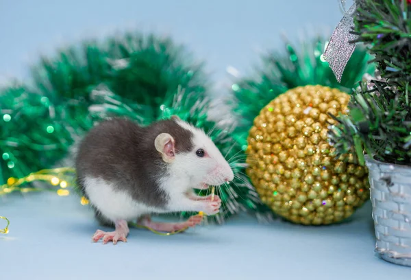 Manger Rat Avec Des Décorations Noël Floues — Photo