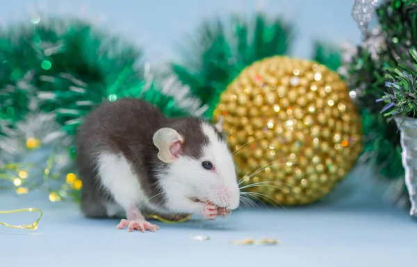 Manger Rat Avec Des Décorations Noël Floues — Photo