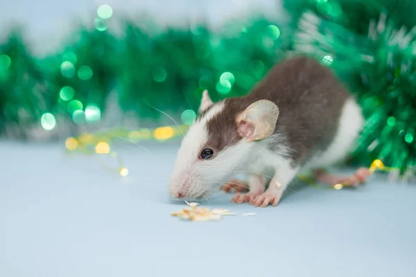 Mangiare Ratto Con Decorazioni Natalizie Sfocate — Foto Stock