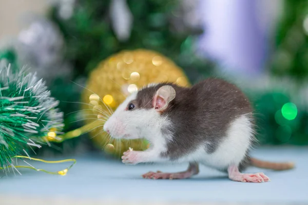 Manger Rat Avec Des Décorations Noël Floues — Photo