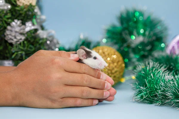 手里拿着老鼠和模糊的圣诞装饰品 — 图库照片