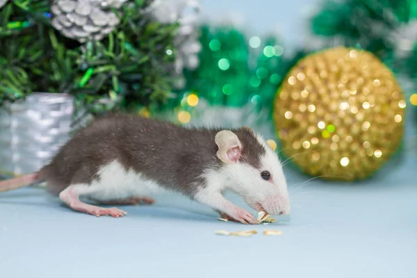 Крысу Пушистыми Рождественскими Украшениями — стоковое фото