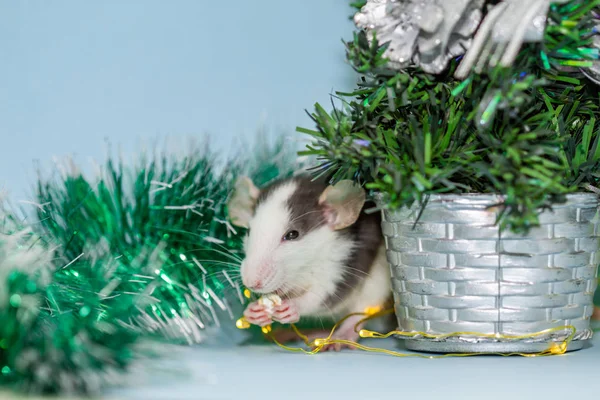 Tüylü Noel Süslemeleri Ile Fare Yemek — Stok fotoğraf