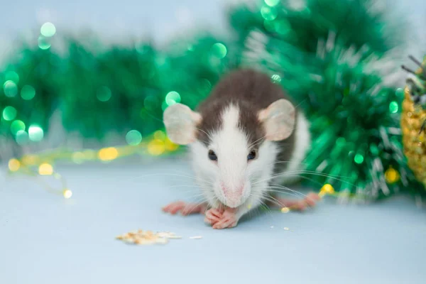 用模糊的圣诞装饰品吃老鼠 — 图库照片