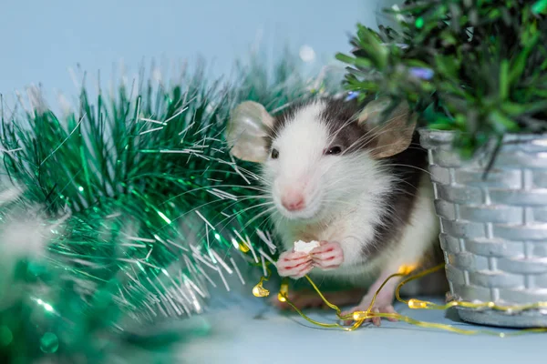 Comer Rata Con Adornos Navidad Borrosa — Foto de Stock