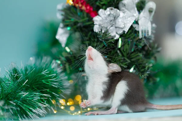 ふわふわのクリスマス飾りのネズミを食べる — ストック写真