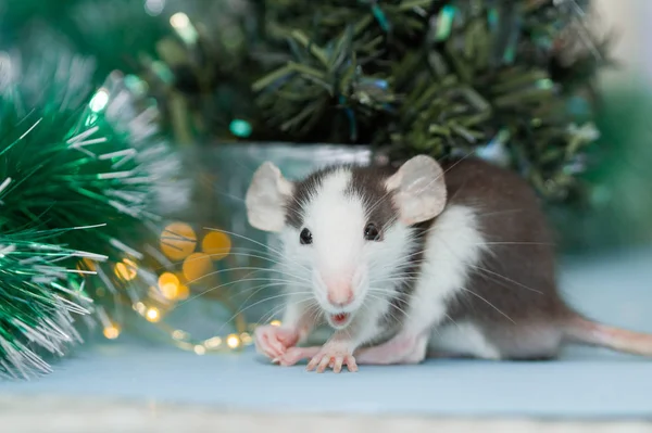 Крысу Пушистыми Рождественскими Украшениями — стоковое фото