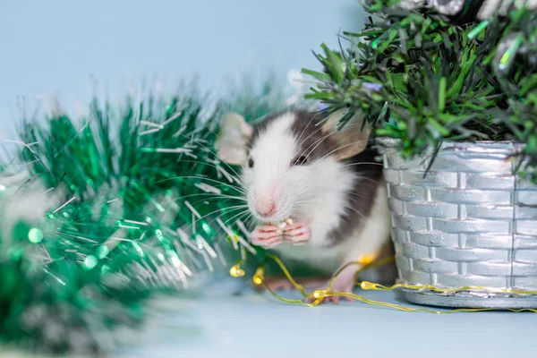 Tüylü Noel Süslemeleri Ile Fare Yemek — Stok fotoğraf