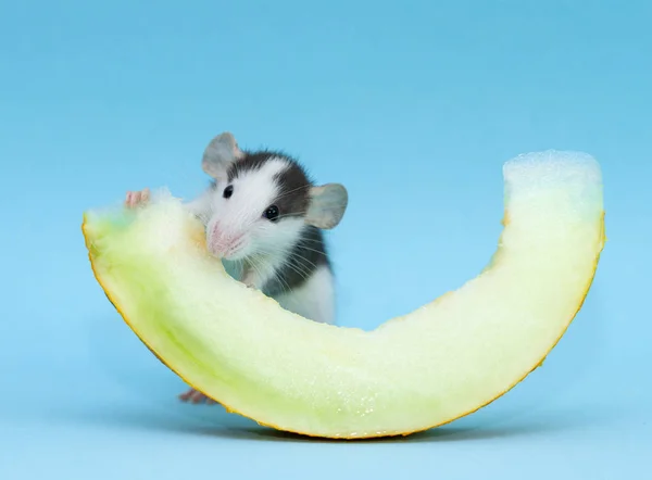 cute small rat eating melon slice on blue background