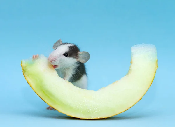 cute small rat eating melon slice on blue background