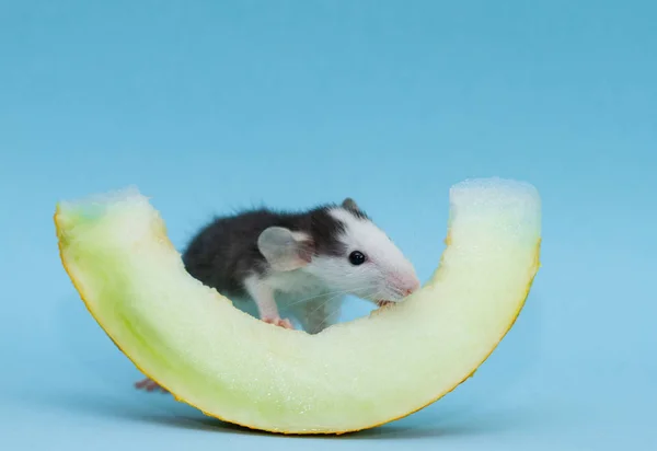 Lindo Rata Pequeña Comer Rodaja Melón Sobre Fondo Azul — Foto de Stock