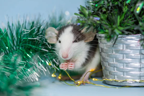 Manger Rat Avec Des Décorations Noël Floues — Photo