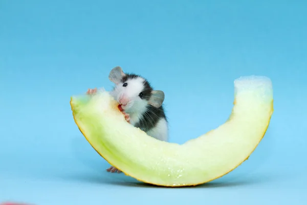 cute small rat eating melon slice on blue background