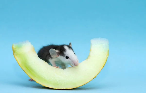 cute small rat eating melon slice on blue background