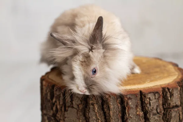 Mignon Lapin Fourrure Sur Souche Arbre Studio — Photo